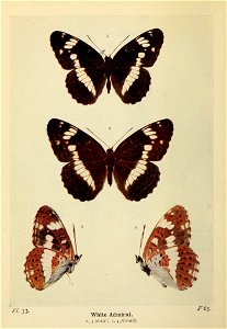 n113_w1150