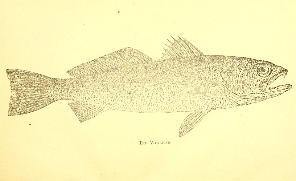 n28_w1150