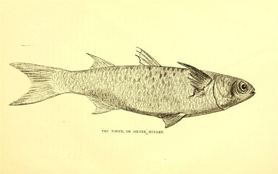 n156_w1150