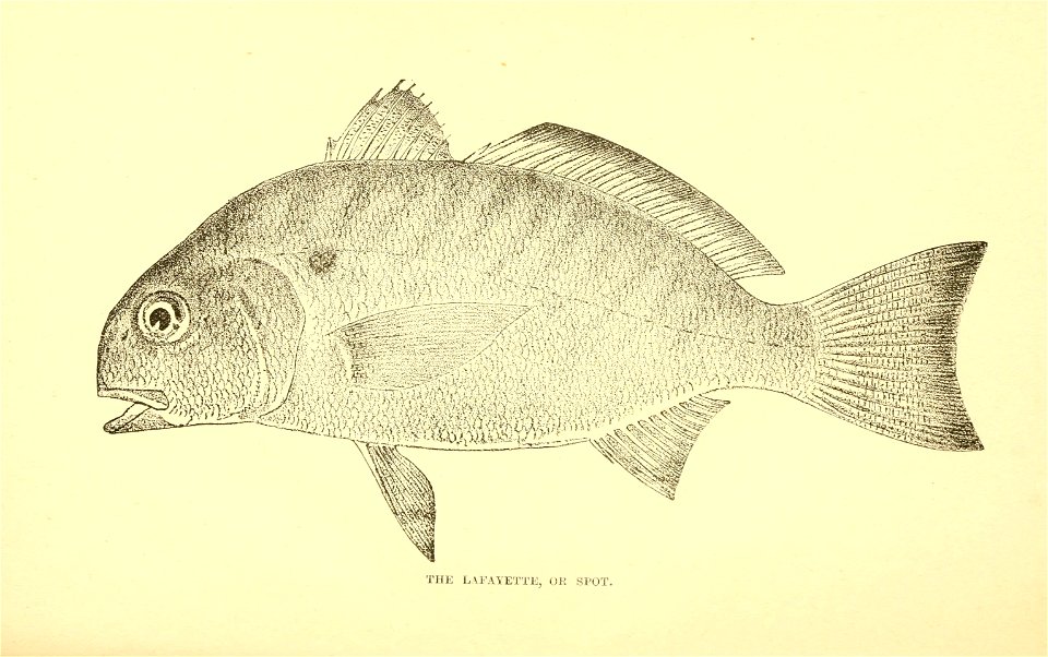 n89_w1150