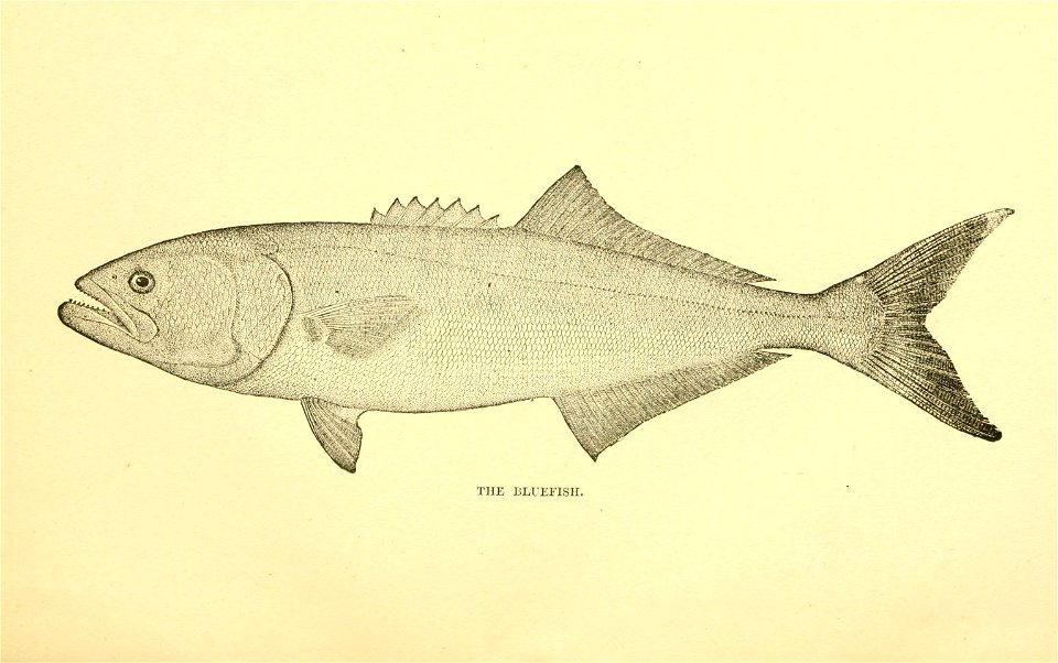 n22_w1150