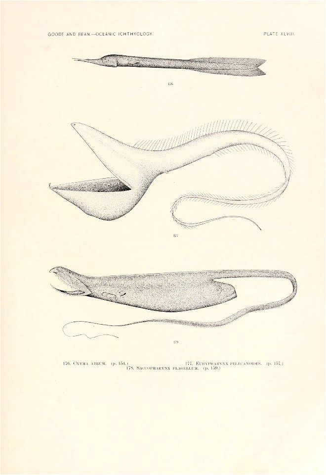 n154_w1150