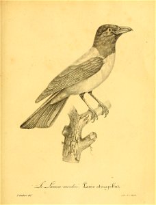 n798_w1150