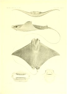 n168_w1150
