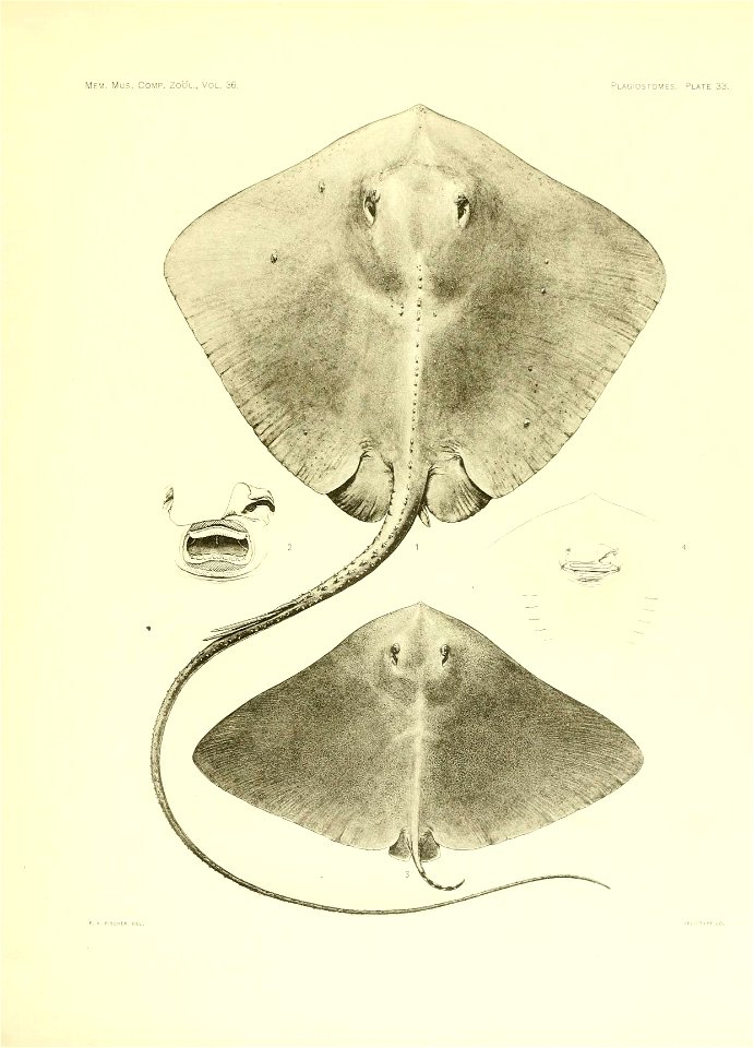 n152_w1150