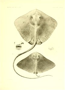 n152_w1150