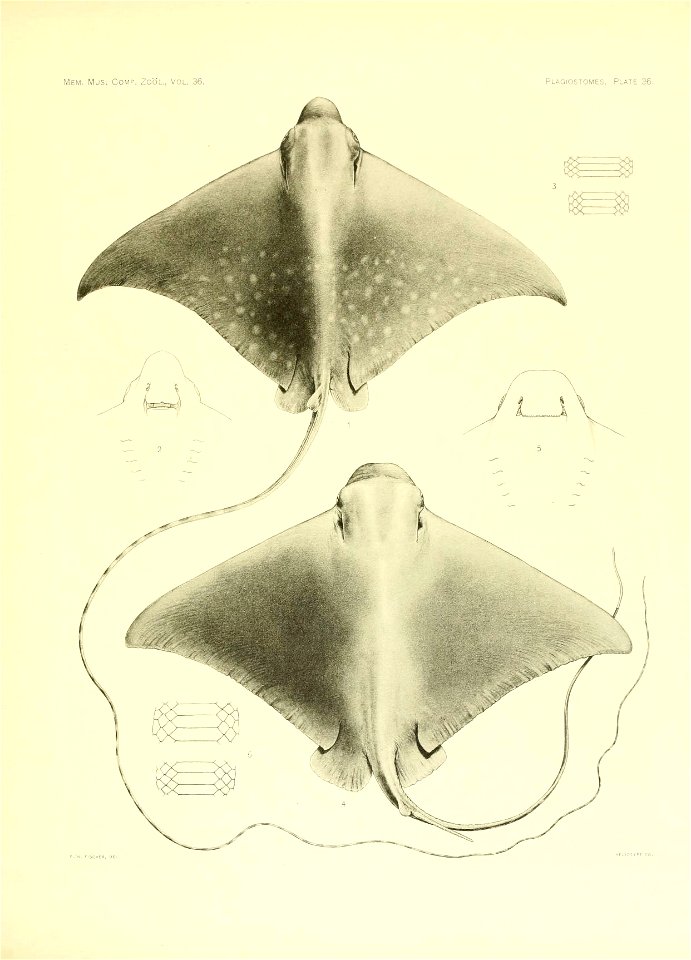 n164_w1150