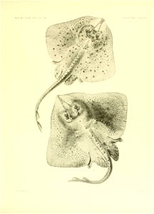 n104_w1150
