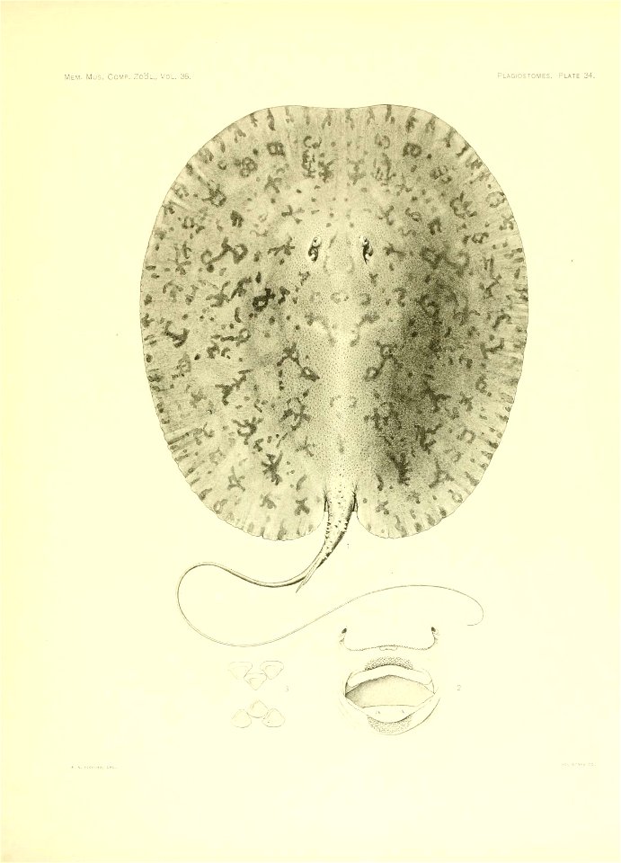 n156_w1150