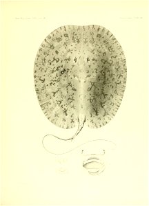 n156_w1150
