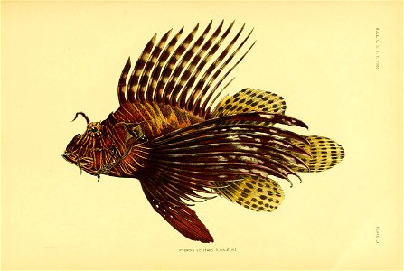 n332_w1150