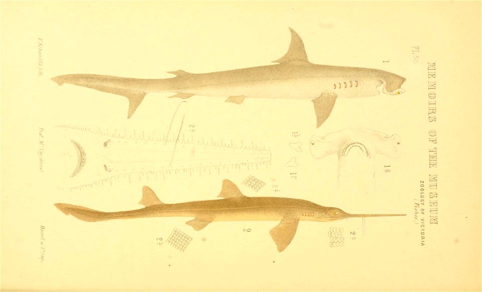 n43_w1150