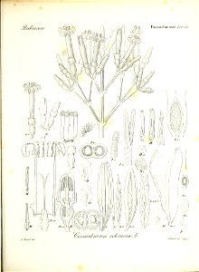 n190_w1150