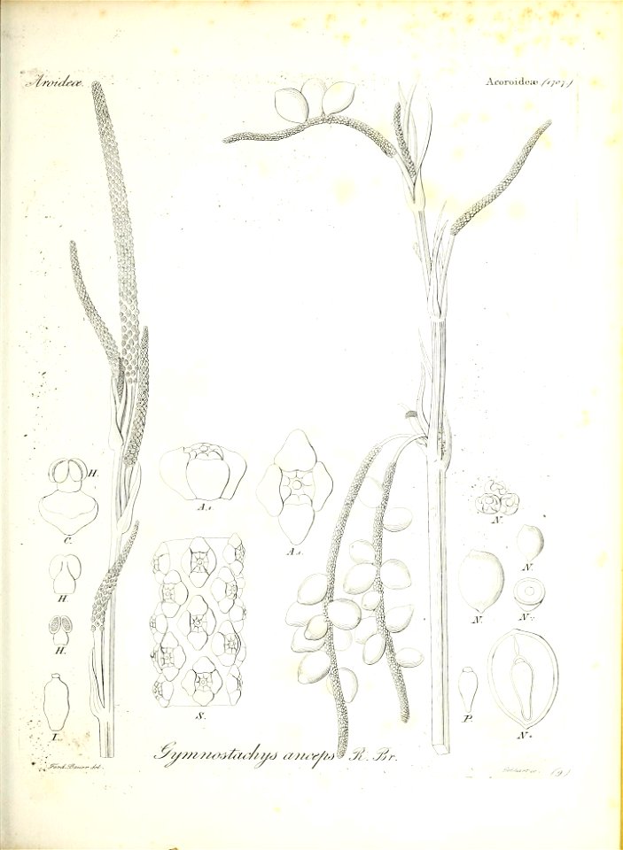 n36_w1150
