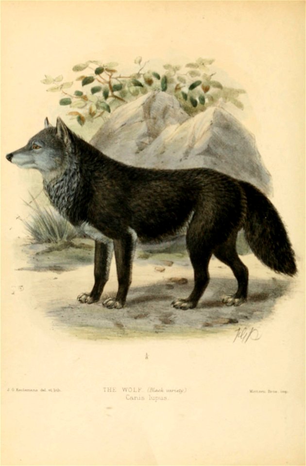 n63_w1150