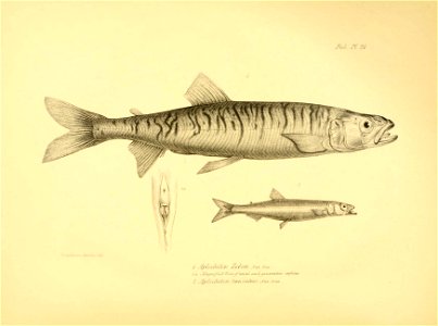 n245_w1150