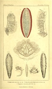 n170_w1150