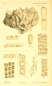 n49_w1150