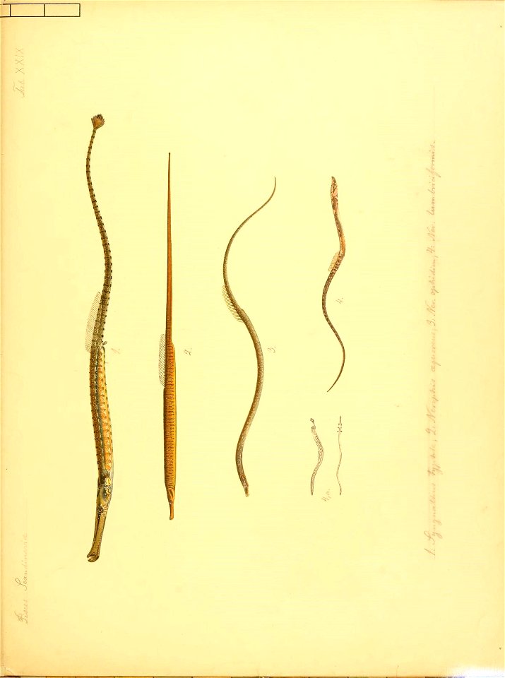 n696_w1150