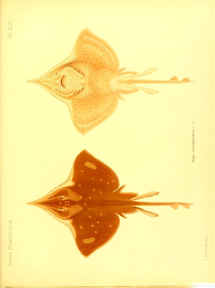n736_w1150