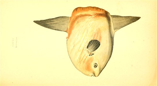 n519_w1150