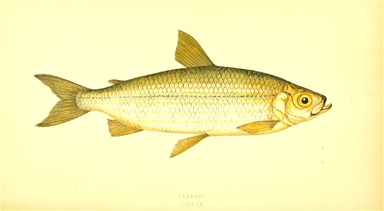 n401_w1150