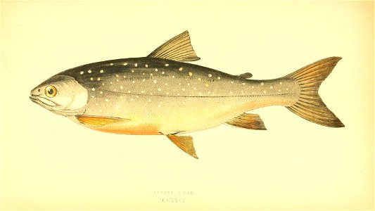 n376_w1150
