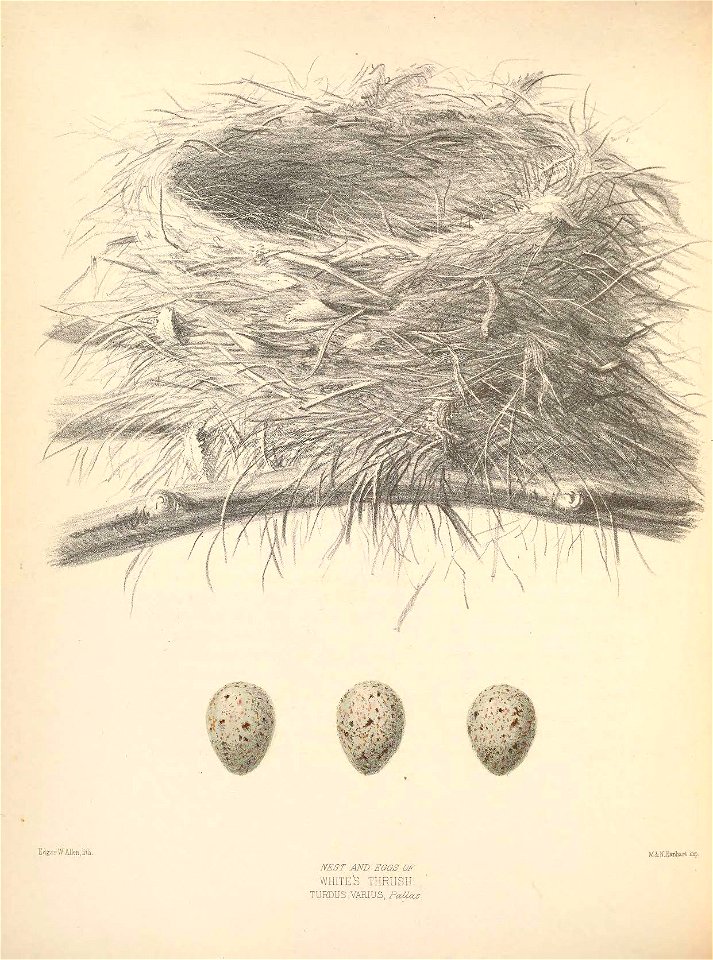 n335_w1150