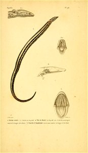 n246_w1150