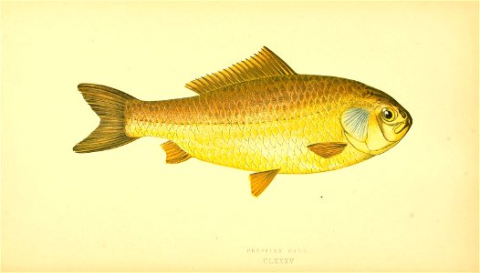 n51_w1150