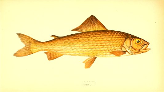 n388_w1150