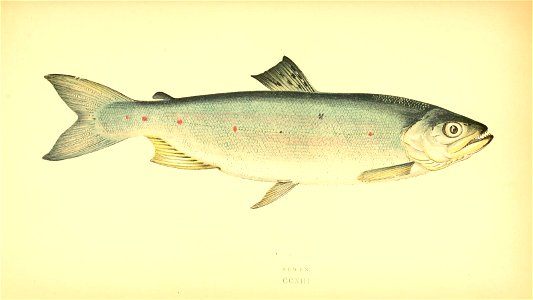 n286_w1150