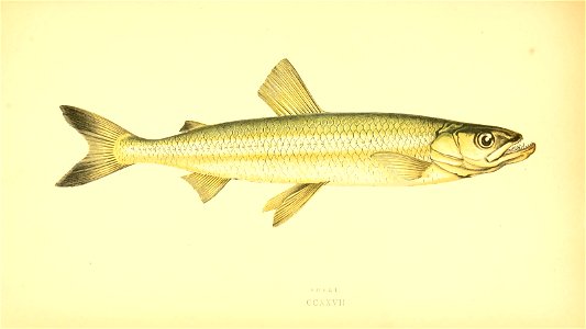 n382_w1150