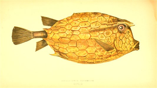 n502_w1150