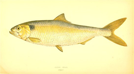 n177_w1150