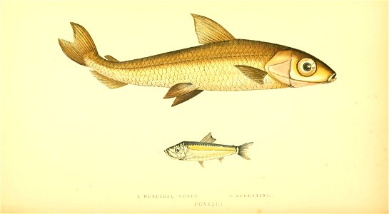 n415_w1150