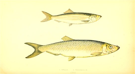 n167_w1150