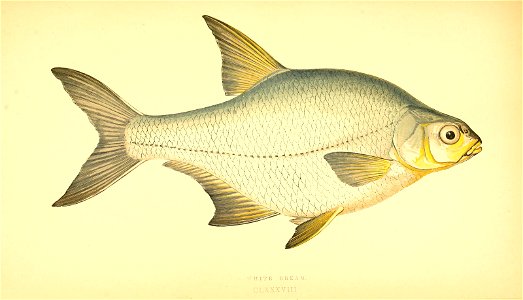 n66_w1150