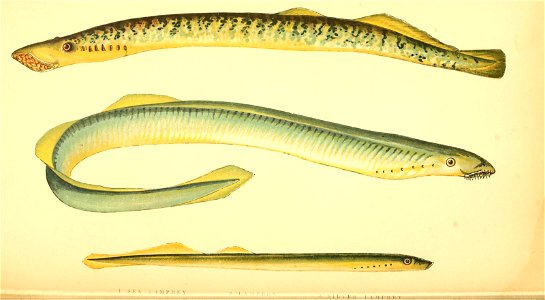 n531_w1150