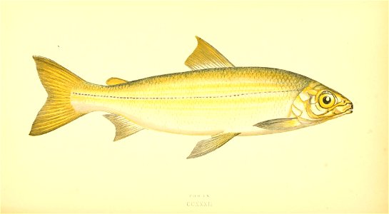 n411_w1150