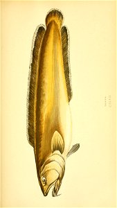 n158_w1150