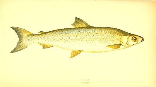 n406_w1150