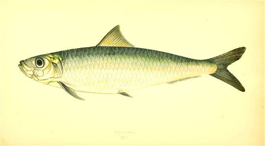 n133_w1150