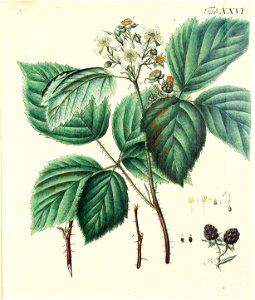 n572_w1150