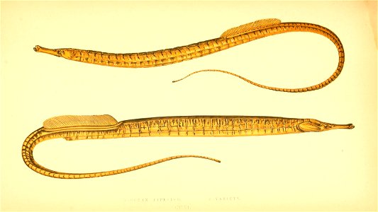 n488_w1150