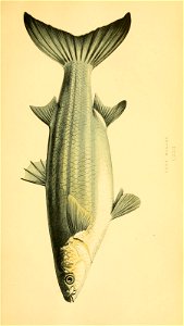 n18_w1150