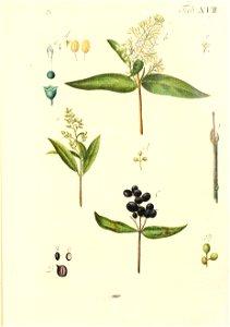 n554_w1150