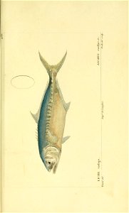 n196_w1150