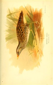n256_w1150