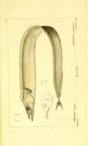 n172_w1150